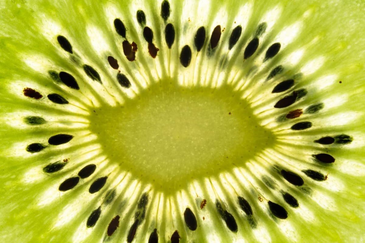 Close-up of a slice of kiwi in backlight